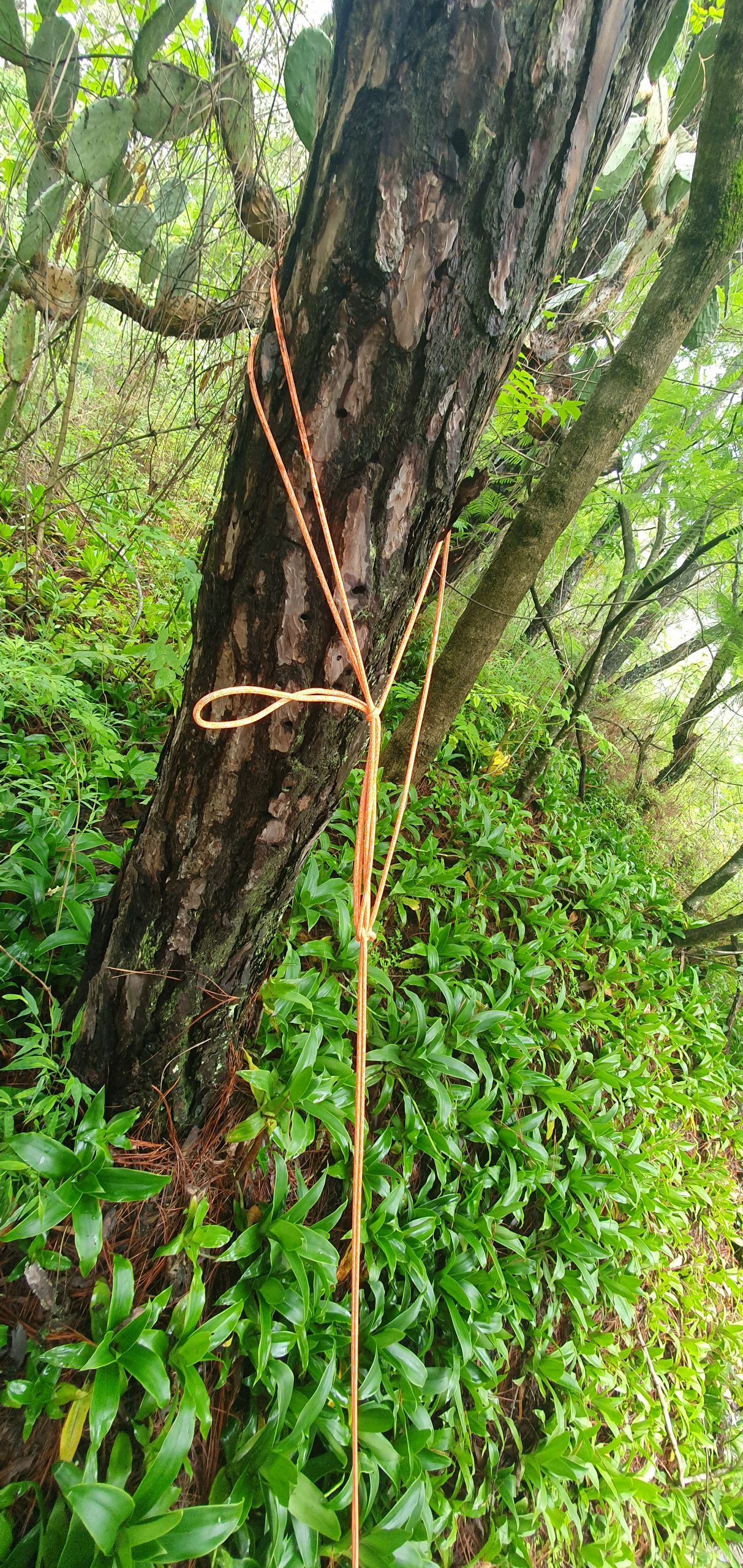 Nudo CEM en arbol